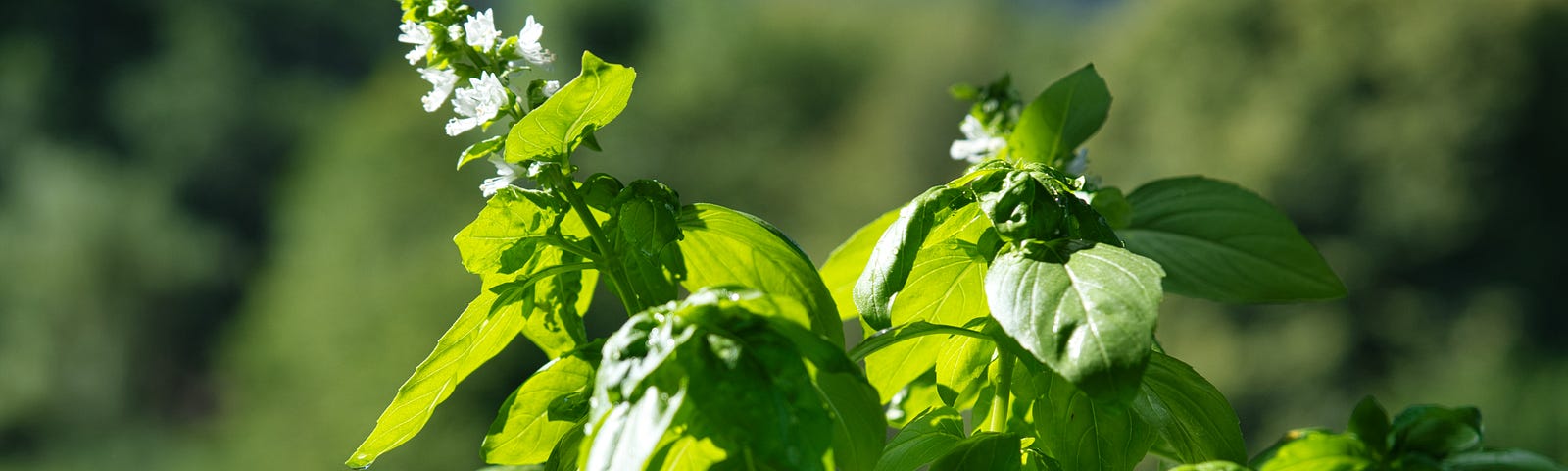 A bright emerald like looking basil plant. It has white flowers and it looks very healthy