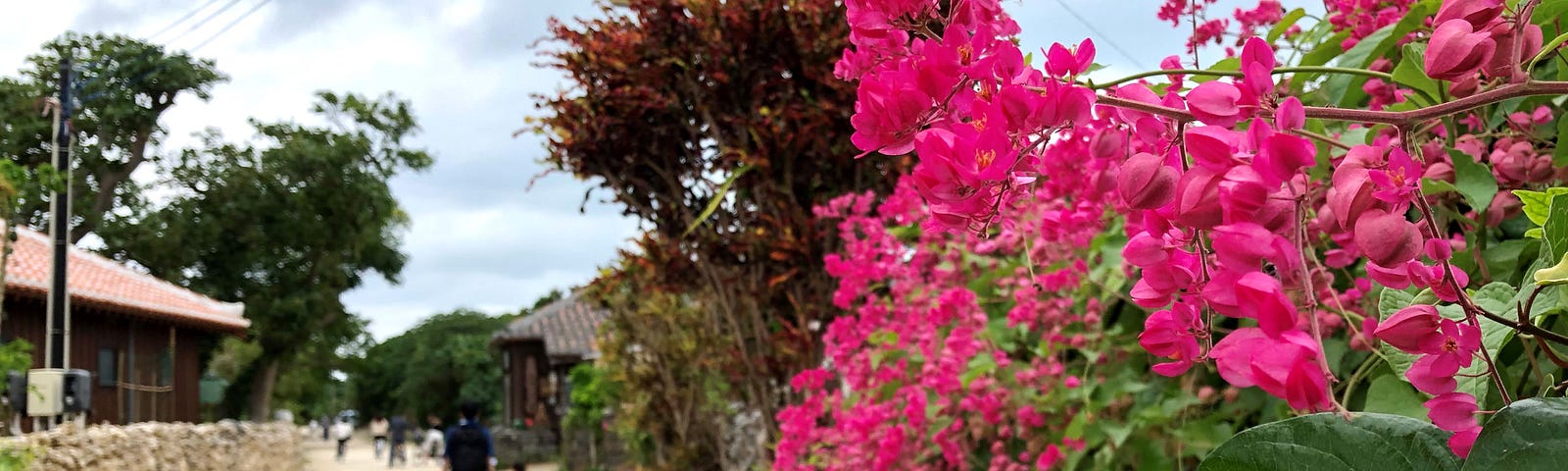 Vivid pink bougainvillea flowers on Taketomi Island