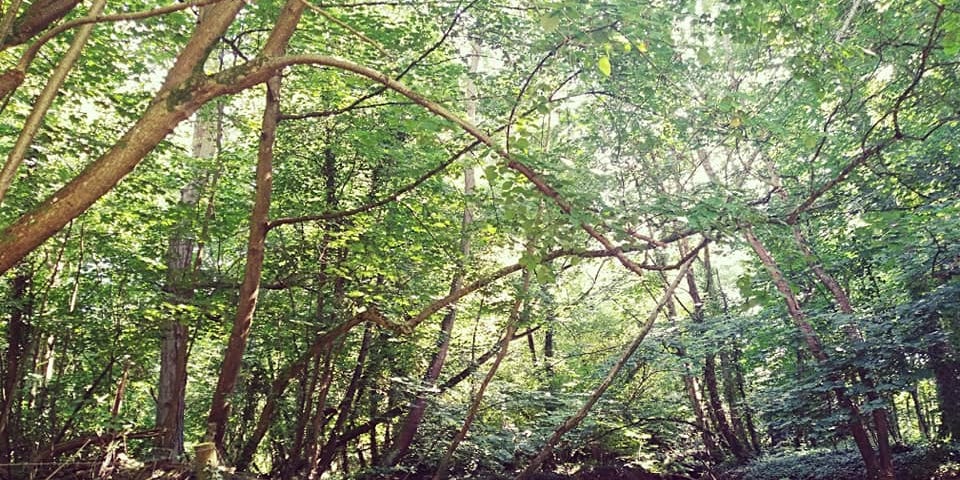 a shallow expanse of water surrounded by trees