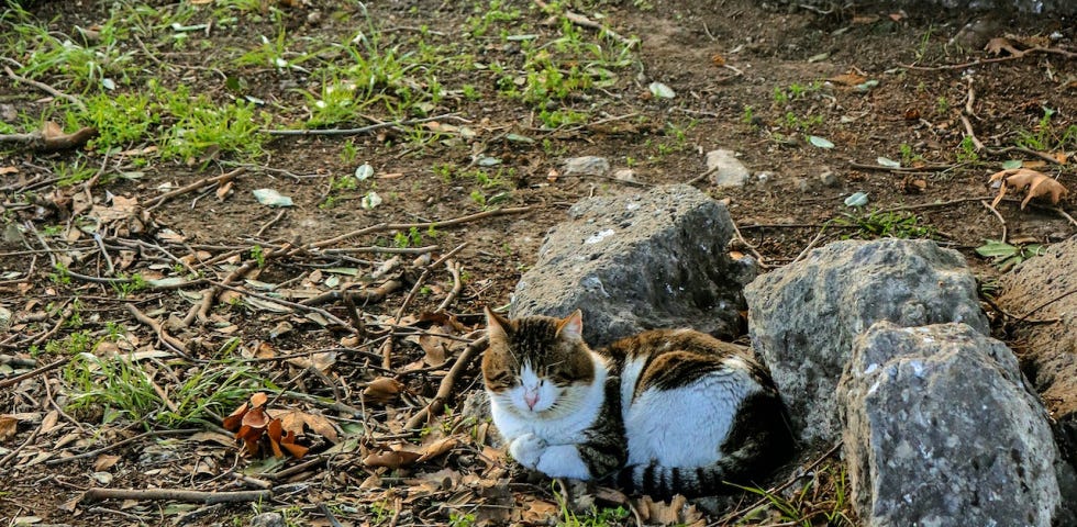 A cat sitting on the ground in a cemetery.