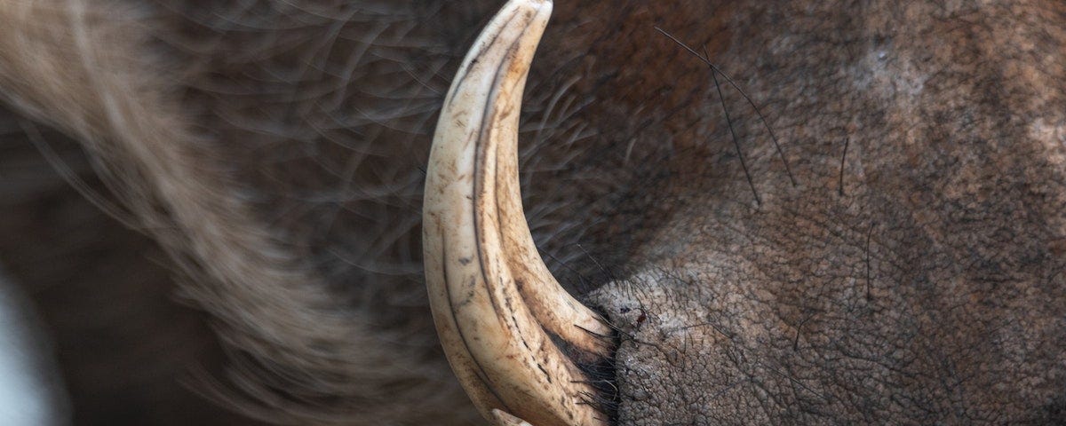 A close-up of a boar’s tusk