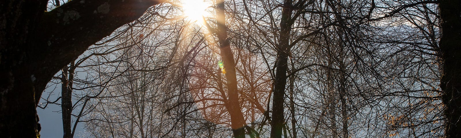 The sun rises over a tree line. A bench is in woods. The camera picks up both the yellow sun and a pink refraction.