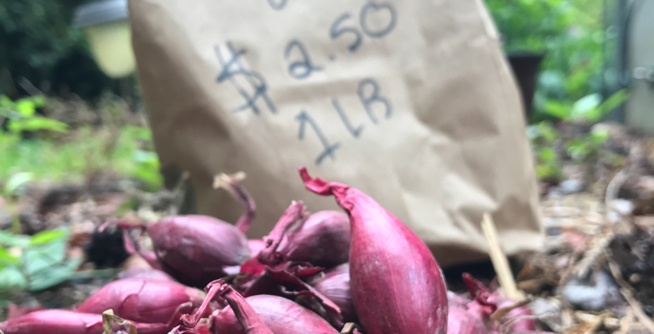 A pile of red onion set lay tumbled on the ground with a paper lunch bag in the background that reads, “red onions — $2.50 1 pound”