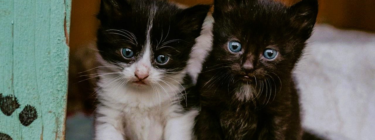 2 black and white kittens look out of a blue wooden box