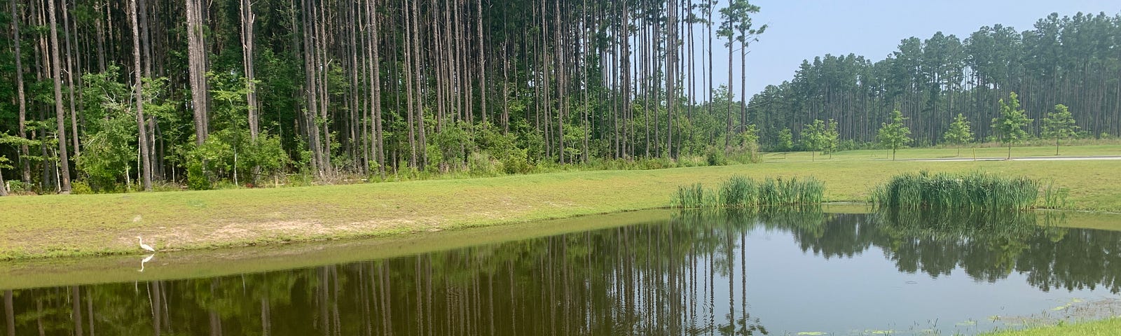 Retention pond in our neighborhood with tall trees in the background, reflecting in the pond, green grass in the foreground, blue sky in the upper right quarter with additional trees below that in the far background on the right.