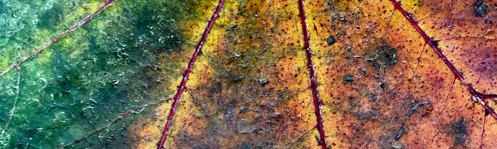 Closeup of maple leaf, inverted, with red vascular structure and leaf shades in yellow, brown, and green.
