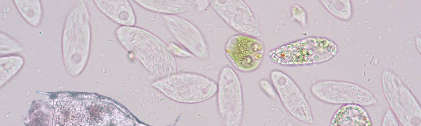 Cell flagellating other cells with a flagellum.