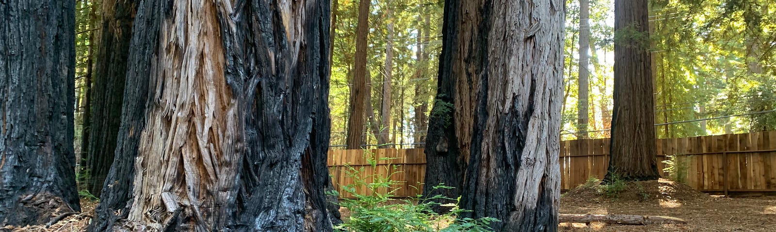 Charred patterns on redwood stumps near Albert’s resting spot