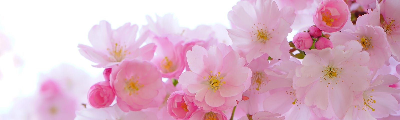 Close up of very pretty pink blossoms.