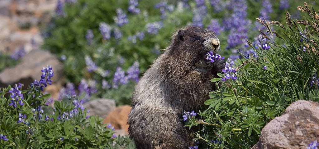Marmots love eating flowers!