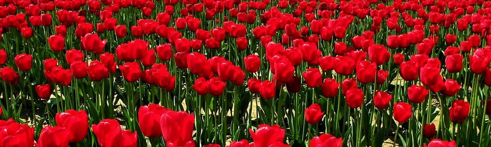 field of red tulips, one yellow tulip