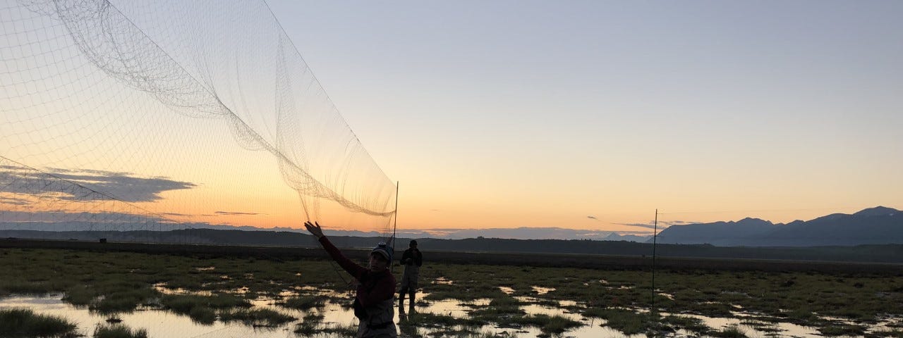 A girl standing in a marsh at sunrise setting-up a fine mesh net.