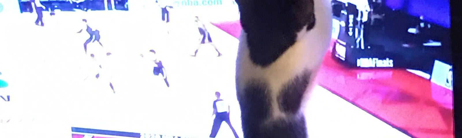 Black and white Bella cat is clawing at the television set in frustration