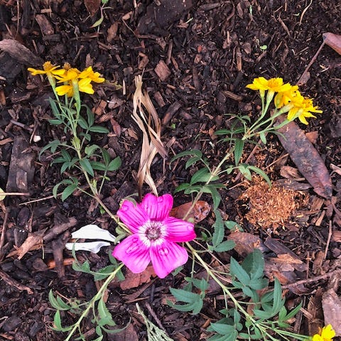 Small altar made by author’s child. A pink flower rests at the center of four connected plant cuttings.