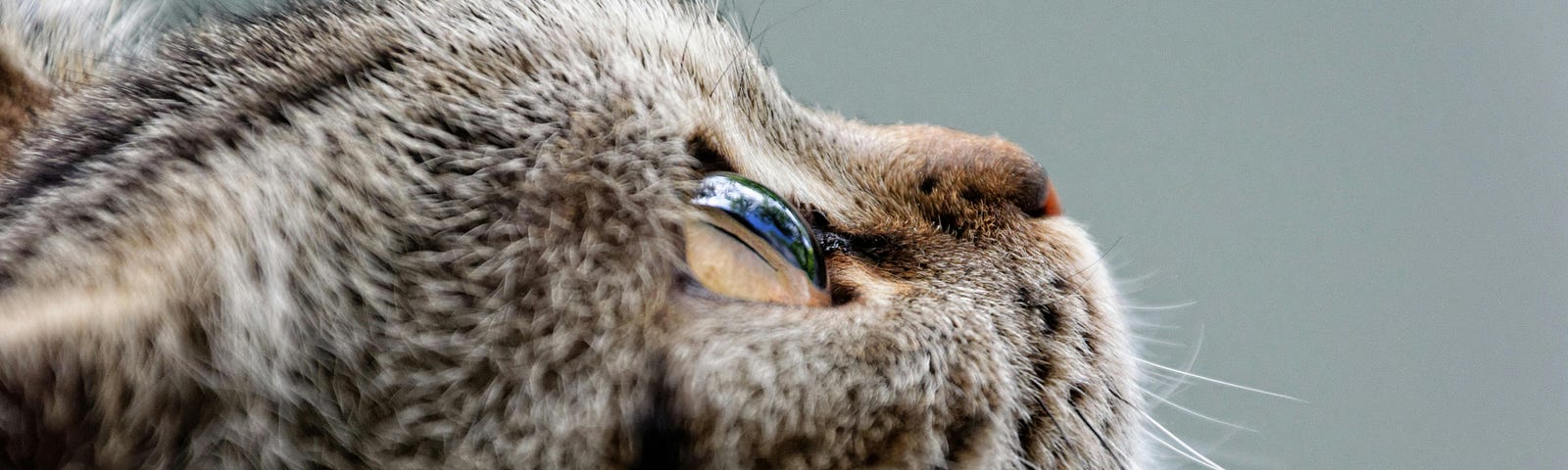 A brown tabby cat’s upturned face peers into the distance.