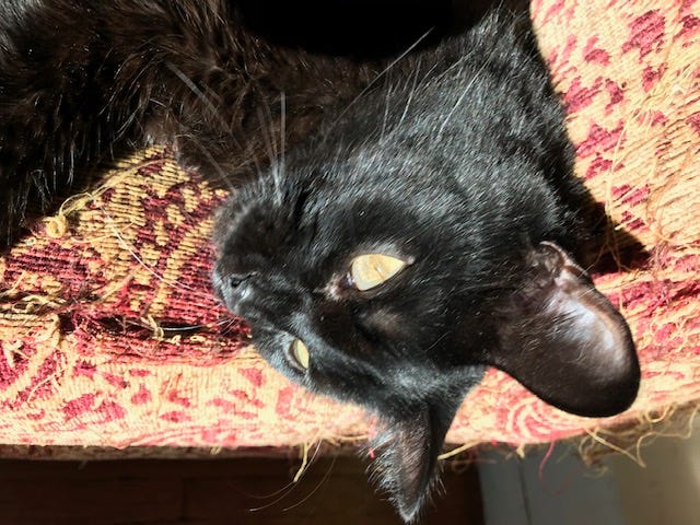 A black cat sleeping upside down.