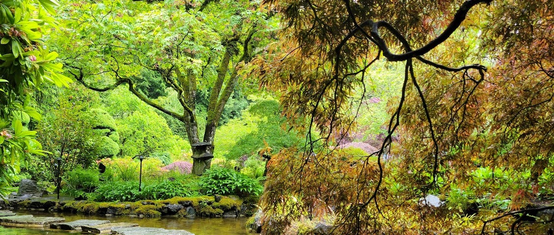 Lush garden with a pond that have rocks to crossover. On the foreground is the branch of a Japanese Maple tree.