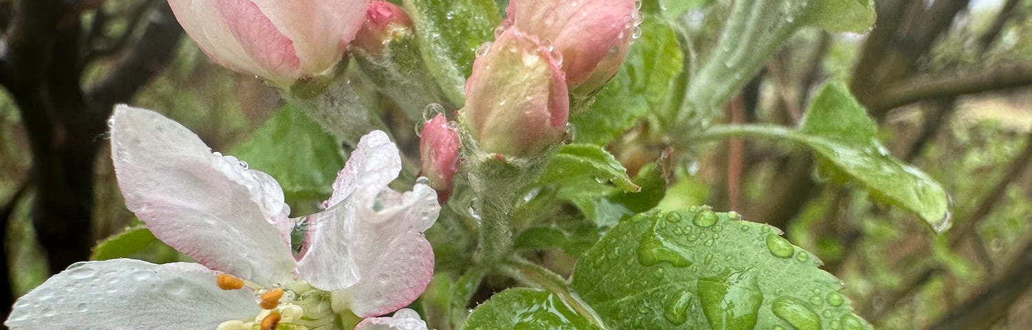 Rainy Day Calm-another one of life’s little wonders-rain drops on flowers-Blessings-little miracles-gratitude