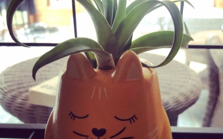 Plant in a cute cat pot in a peaceful pose. Photo by Ellie Jacobson.