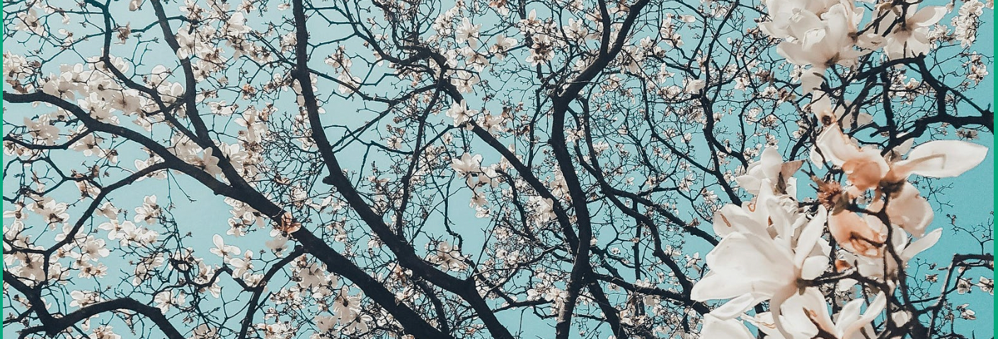 Image of cherry blossom branches from below.