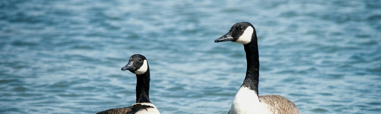 two Canada geese standing in water