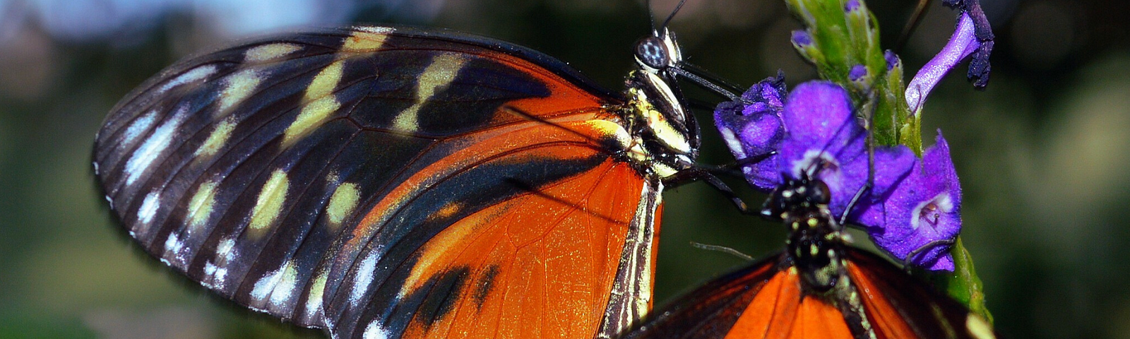 Two orange, black, and cream butterflies drink from a purple flower.