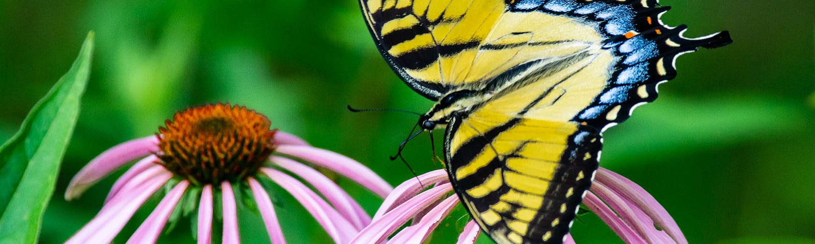 Eastern Tiger Swallowtail butterfly.
