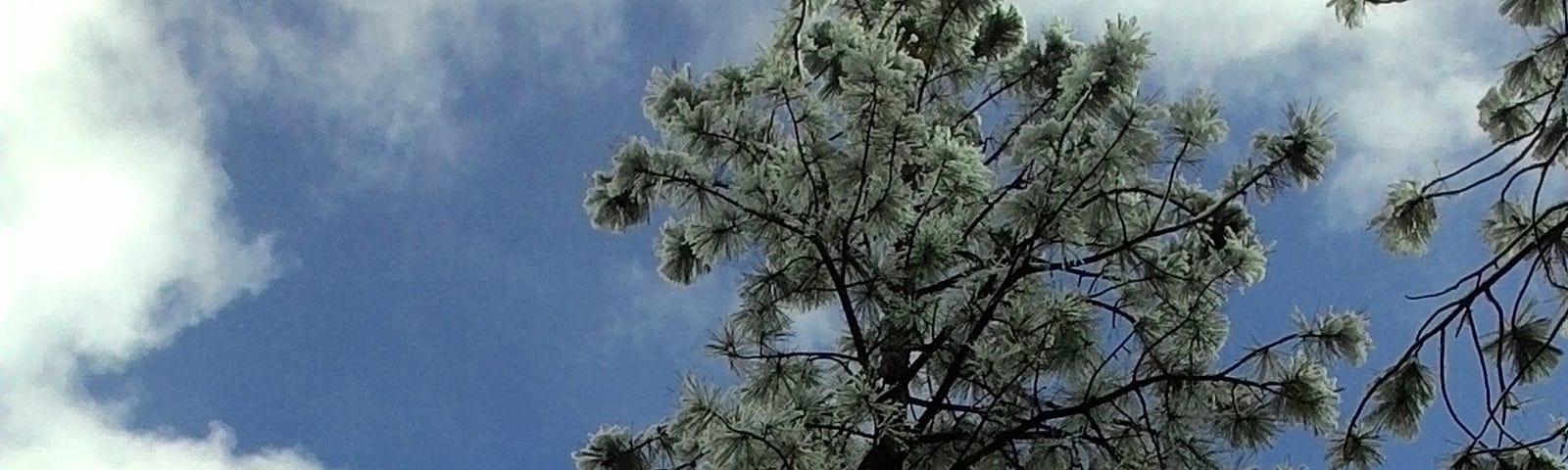 Looking up at a ponderosa pine