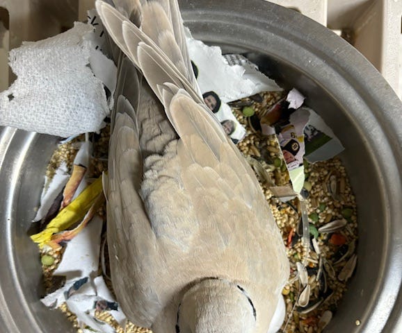A brown ring-neck dove is sitting on her nest warming an egg.