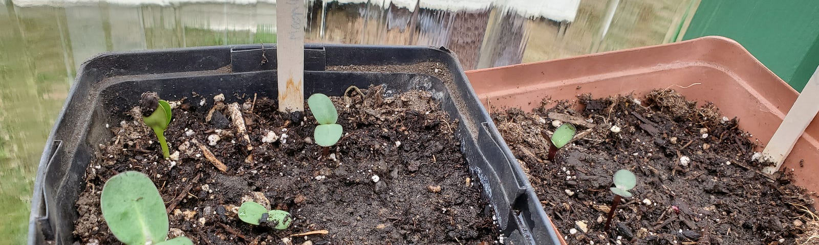 Two square plastic pots with sunflower seedlings starting to pop up.