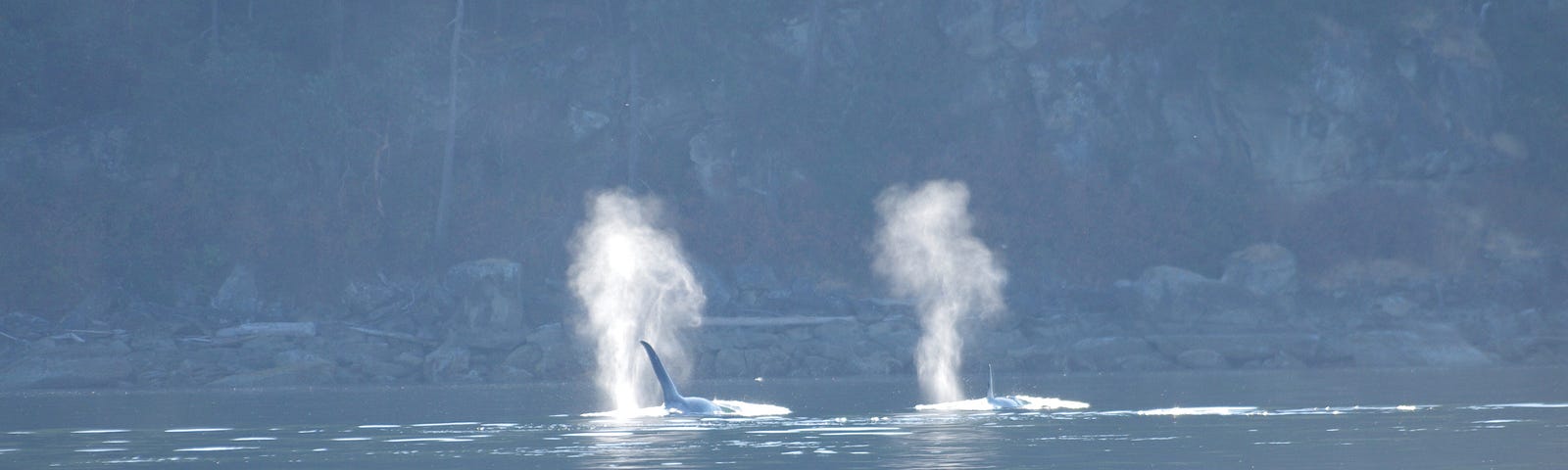 Two whales are resting within a body’s width of each other. Their exhaled mist extends straight up several metres high. The water is calm and an island’s rocky shore and cliffs are indistinct in the near background.