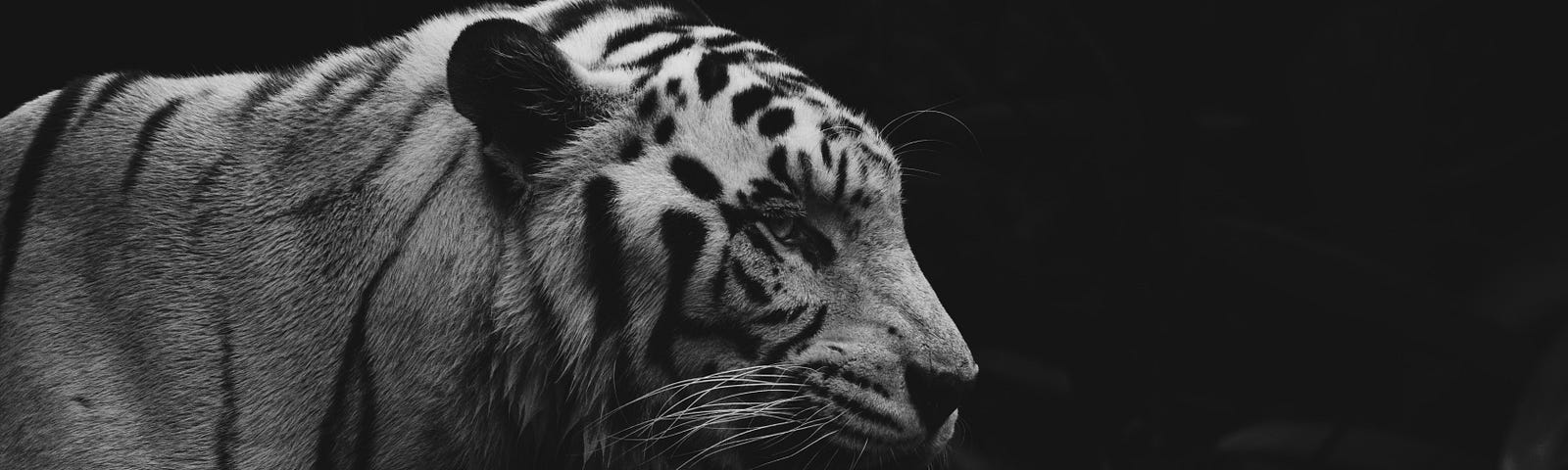 Imagine: A close up of a white tiger, staring off in the distance.