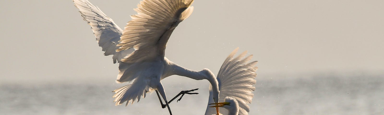 Two cranes in a conflict