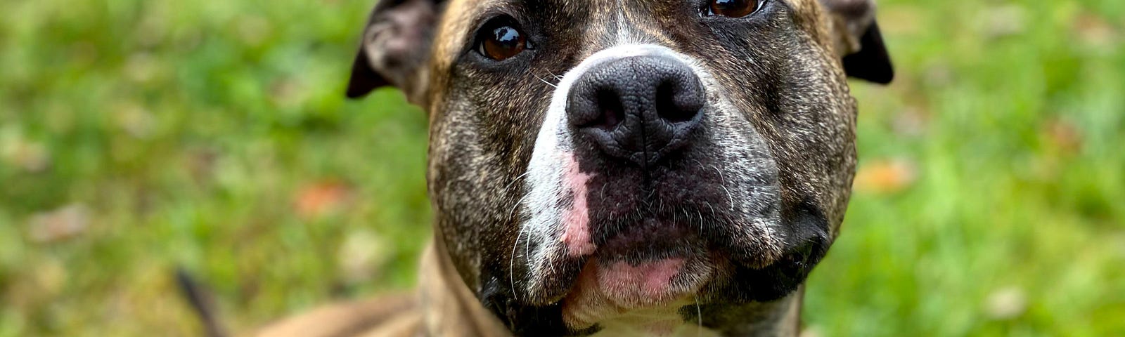 Pit bull dog, brown with white chest and mixed color on face. Stares at camera.