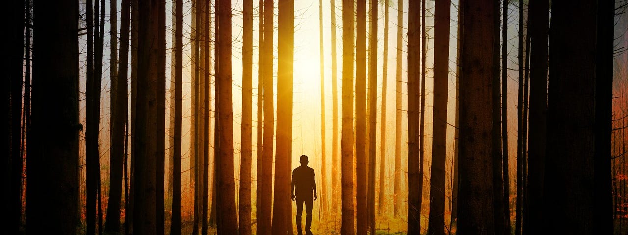 sunlight through densely packed trees with the creepy figure of a man stood between the trees