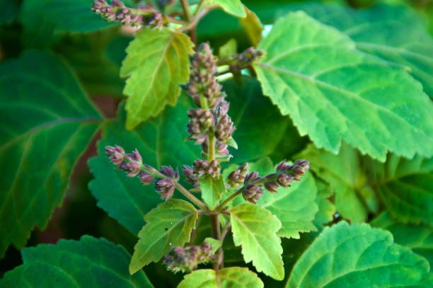 Patchouli leaves and flowers