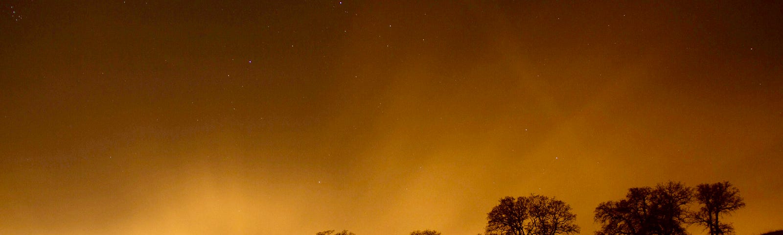 Trees on a hill in rainlight and twilight.