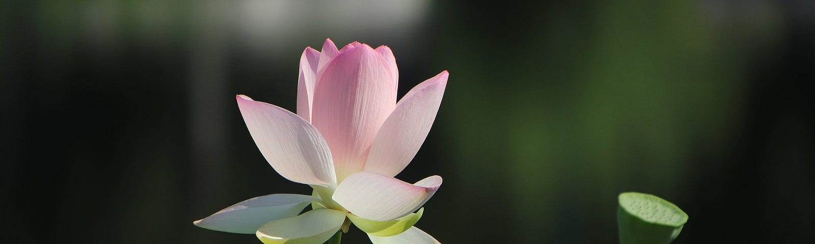 A blooming lotus.