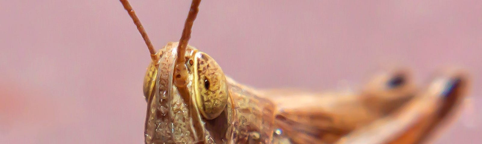 Closeup view of locust.