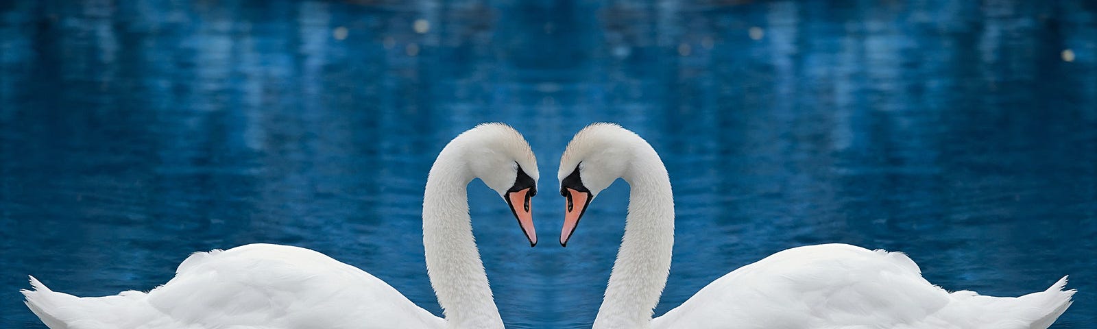 two white swans floating on blue lake facing each other