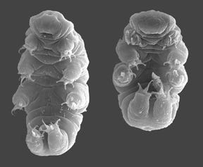 microscopic image of two tardigrades, one curled up