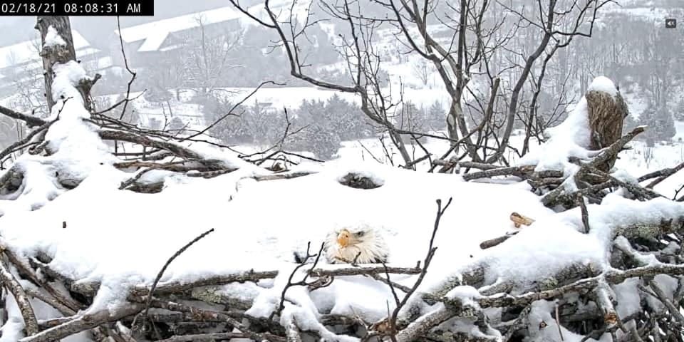 an eagle’s white head sticks out from a snow covered nest