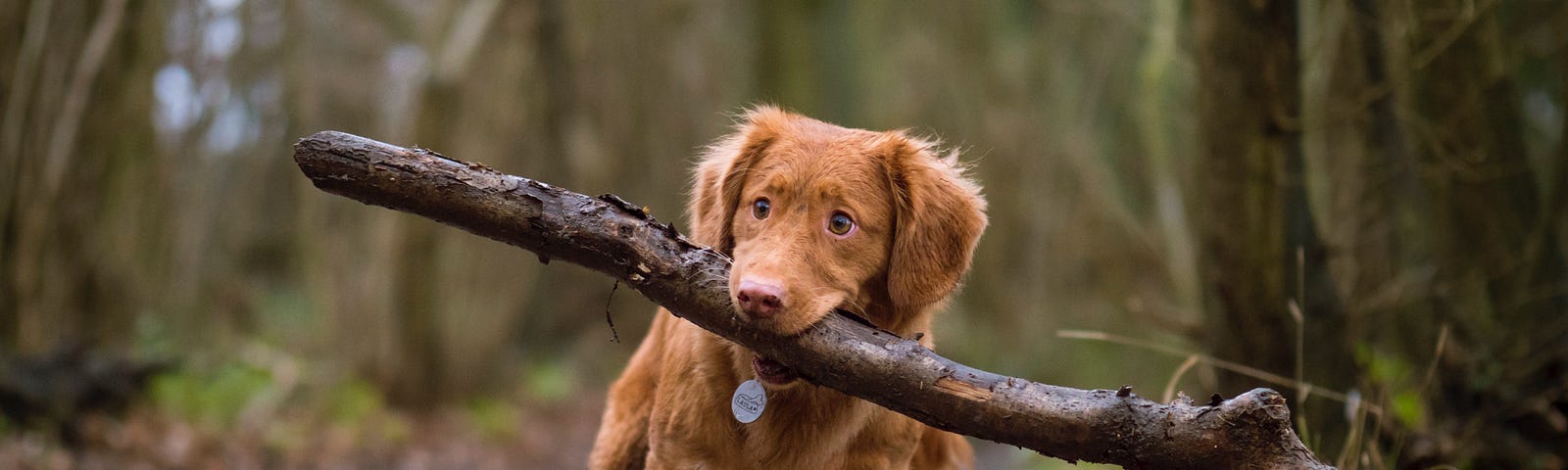 Brown dog carrying a big stick.