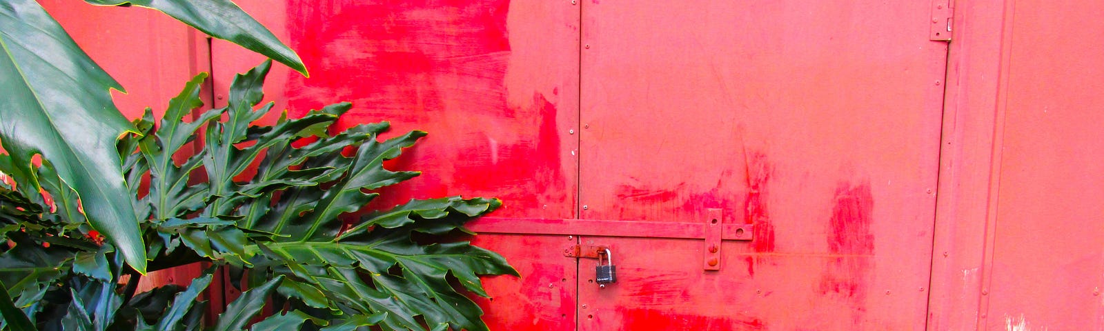 Picture of a locked shed door behind some leaves, a smear of white paint can be seen on the bottom corner