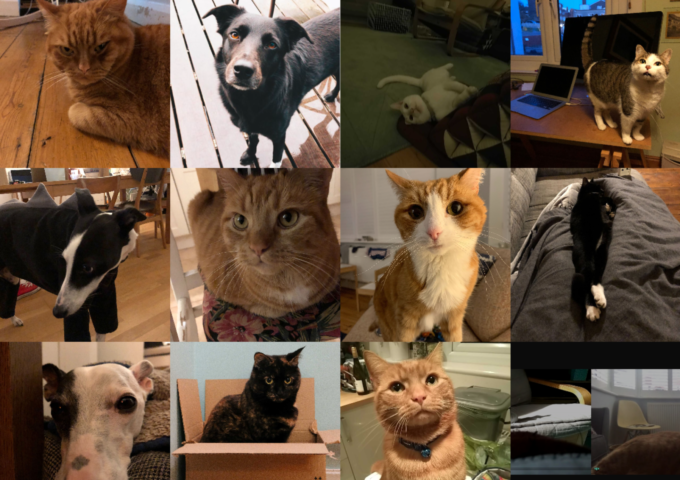 Photos of our pets.