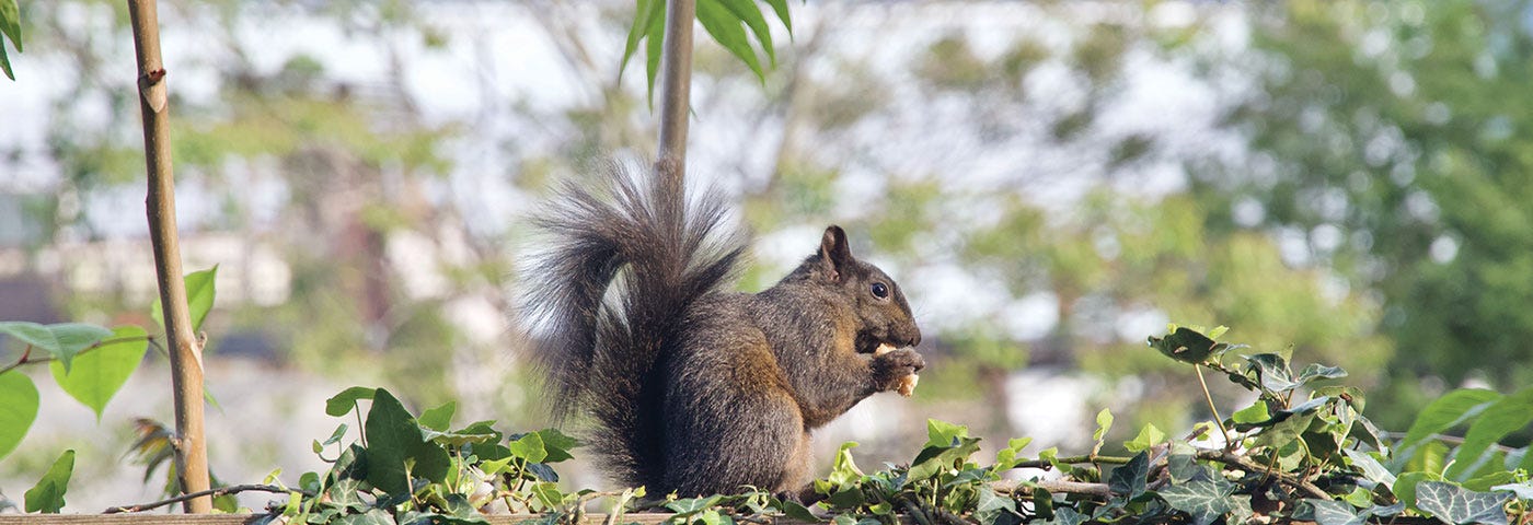 A brown-furred squirrel stands on top of a pile of green leaves and eats a nut held in its paws.