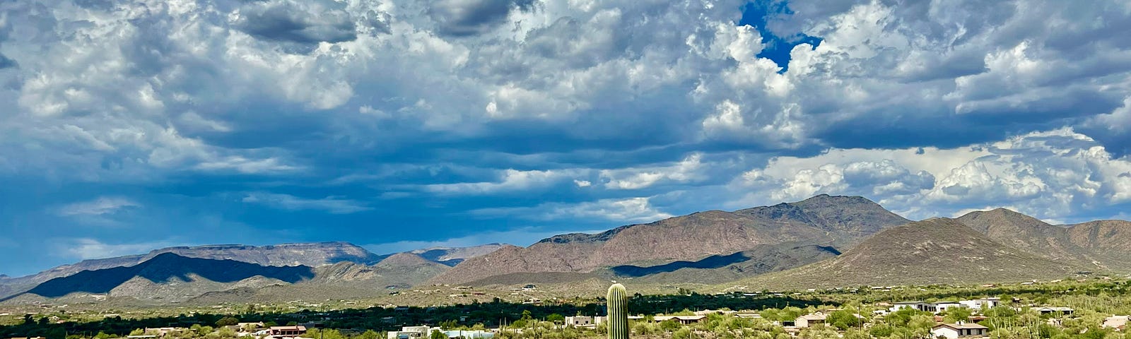 A photograph of the desert landscape filled with green shrubbery and a single cactus.