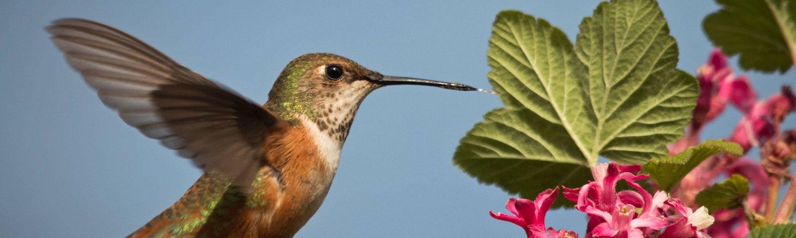 A female rufous hummingbird approaches a currant flower to feed