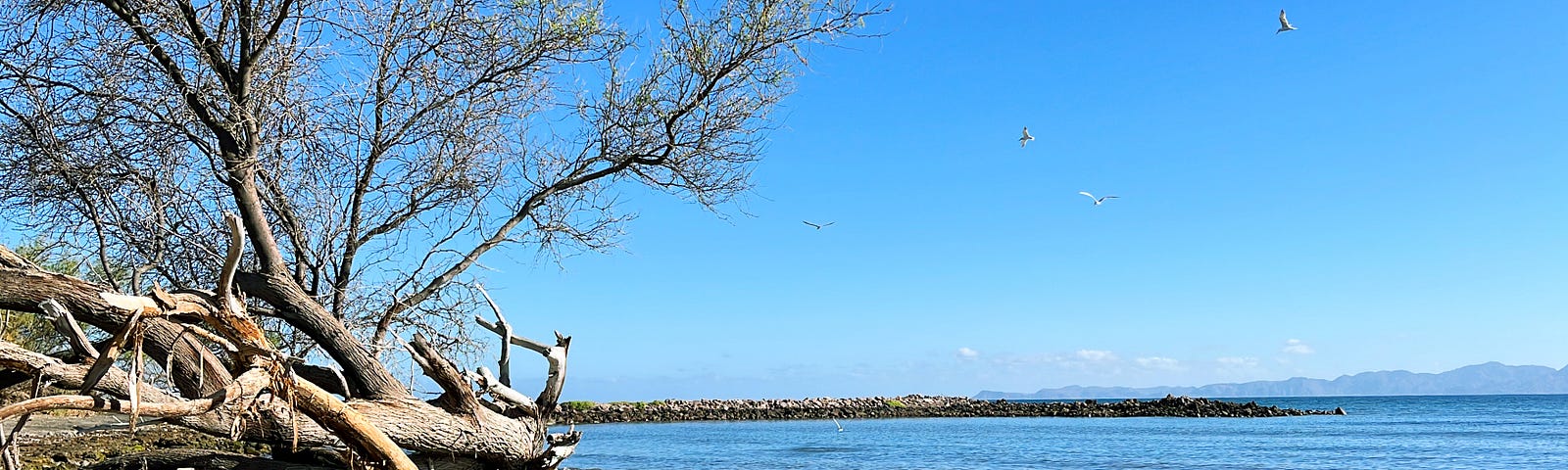 A fallen — yet living — tree on a rocky pebble beach with gentle waves and birds flying overhead.