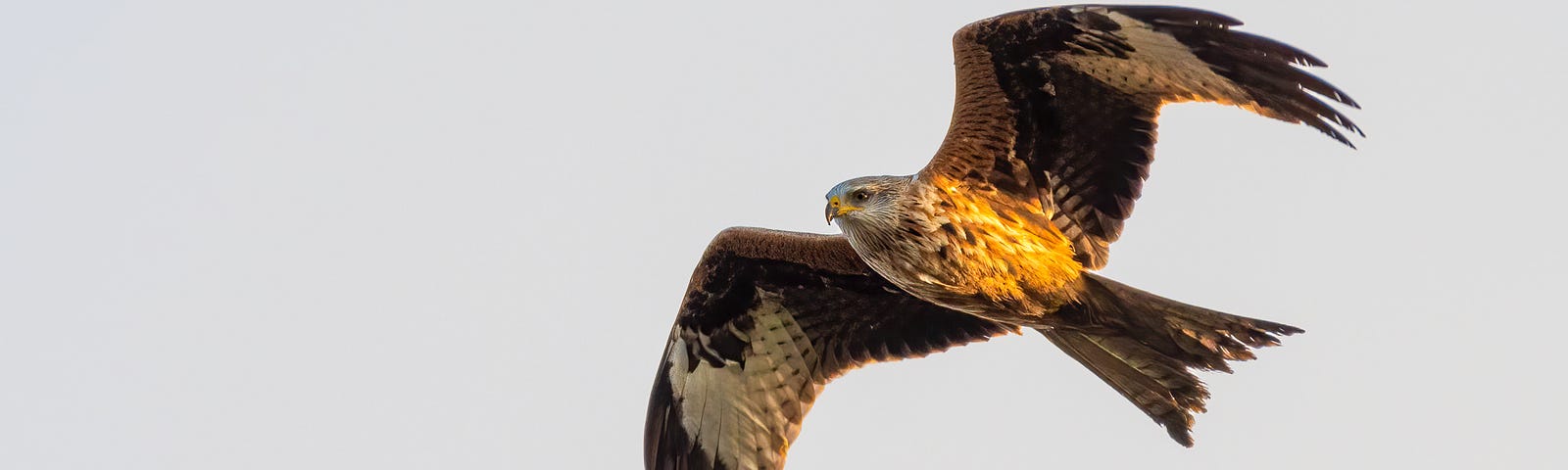 close up shot of a red kite